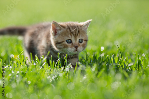 Little kitten steal in green grass