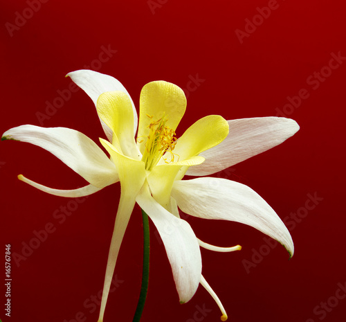 Fototapeta Naklejka Na Ścianę i Meble -  Beautiful daisy flowers isolated on background