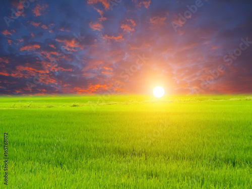 Green paddy and sky