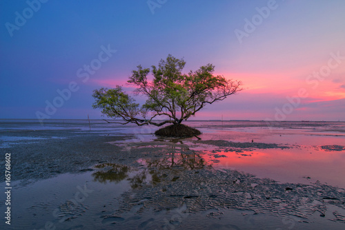Lamphu tree on the sea with sunset at Bangpoo Samut Prakan Thailand