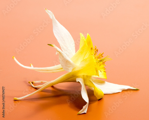Fototapeta Naklejka Na Ścianę i Meble -  Beautiful daisy flowers isolated on black background