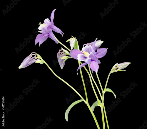 Fototapeta Naklejka Na Ścianę i Meble -  Beautiful daisy flowers isolated on black background cutout