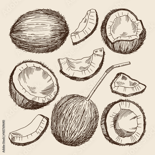 Hand drawing illustrations of different sides of coconut. Vector pictures isolate