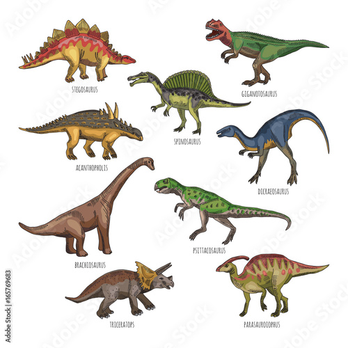 Colored illustrations of different dinosaurs types. Tyrannosaurus  rex and stegosaurus
