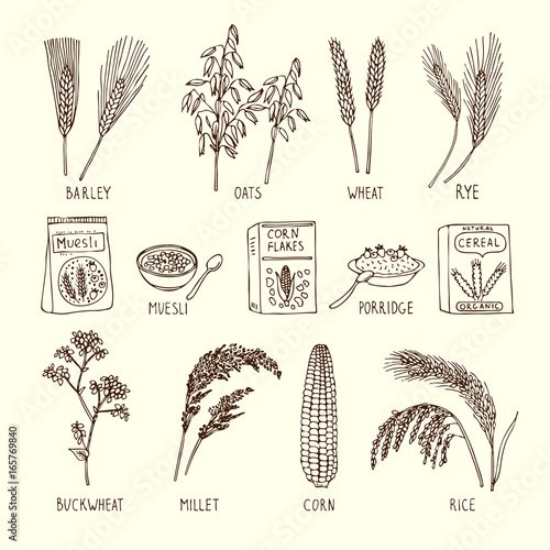 Vector set of different cereals. Muesli, wheat, rice and others. Hand drawn illustrations