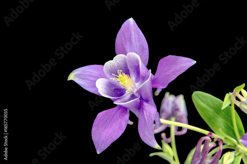 Fototapeta Naklejka Na Ścianę i Meble -  Beautiful daisy flowers isolated on black background cutout
