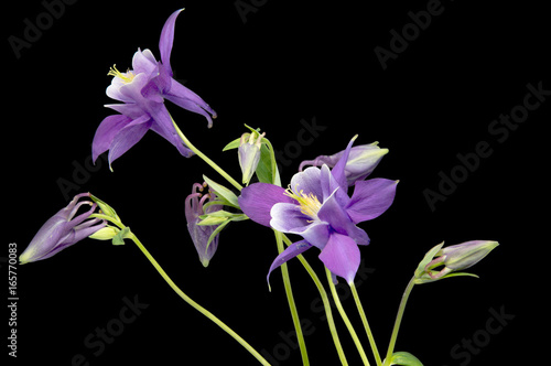 Fototapeta Naklejka Na Ścianę i Meble -  Beautiful daisy flowers isolated on background
