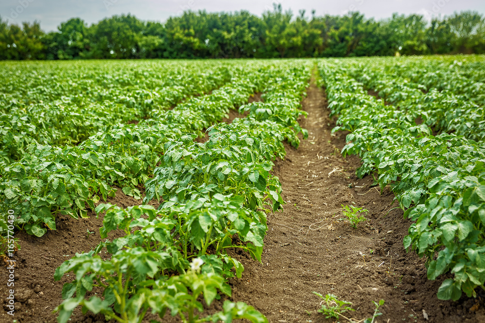 potato field rows with green bushes