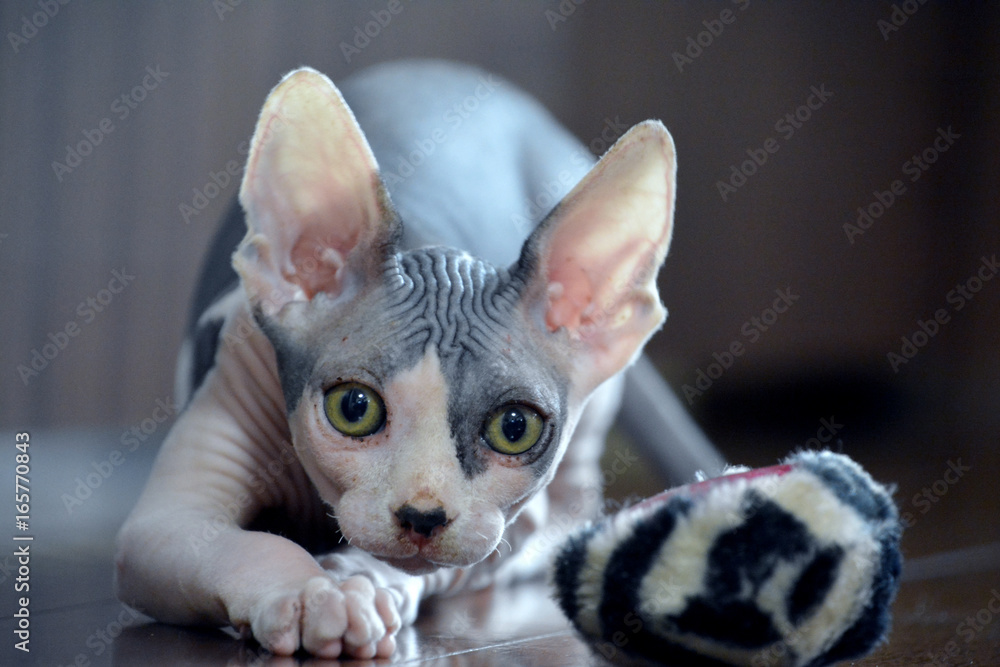 Sphynx Cat Play Time - 8 Weeks Old Canadian Sphynx Kitten Sphynx Cat Play Time - 8 Weeks Old Canadian Sphynx Kitten