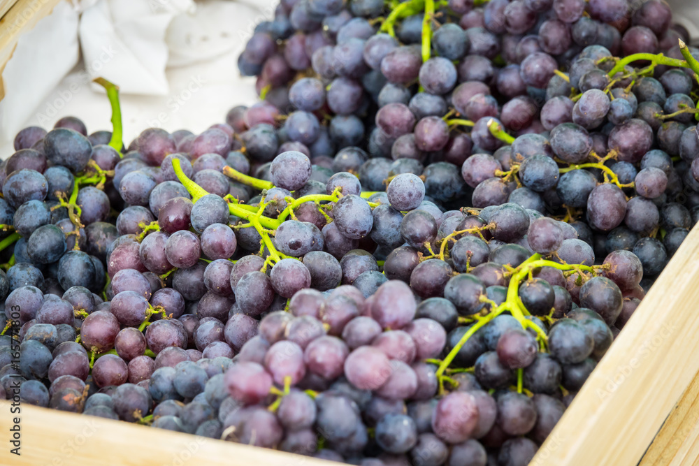 Purple grapes in Northern grape farm in Northern Thailand for fresh eating and Winery Purple grapes in Northern grape farm in Northern Thailand for fresh eating and Winery