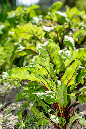 Green leaves of beetroot in the garden, organic farming concept