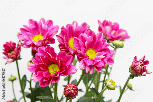 Pink Gerbera flower
