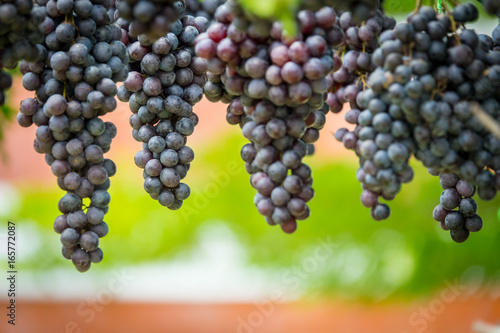 Purple grapes in Northern grape farm in Northern Thailand for fresh eating and Winery