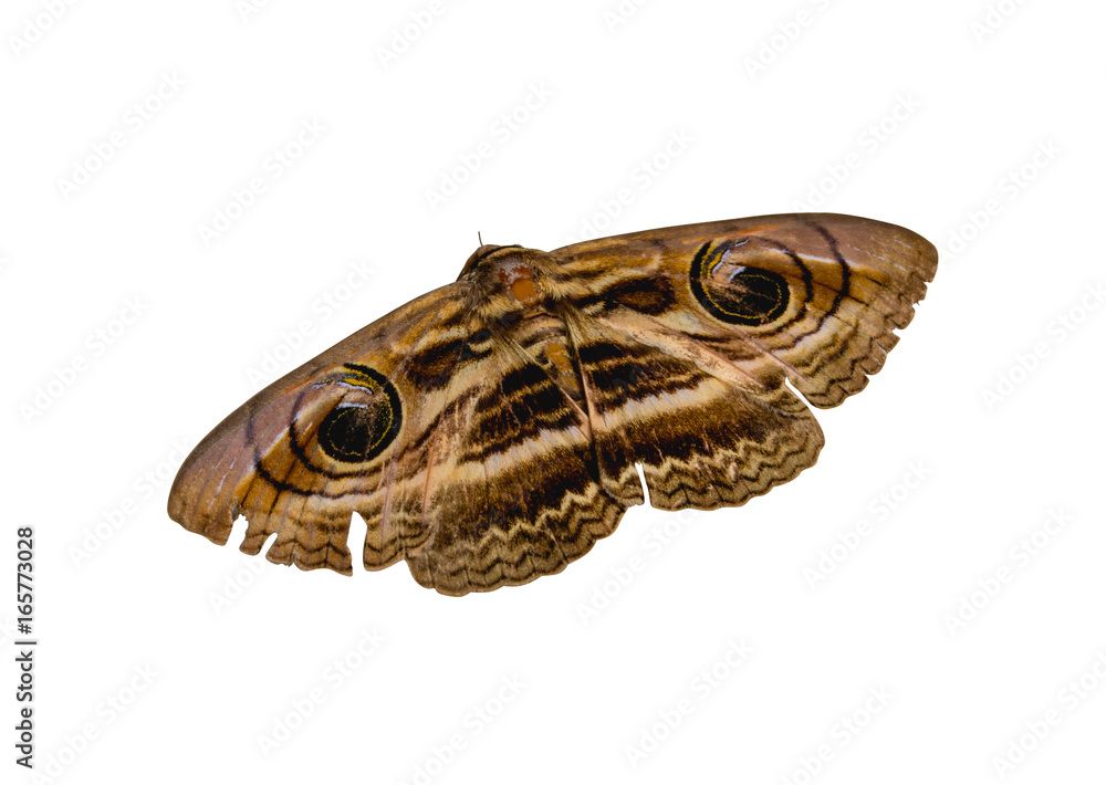 Fototapeta premium Brown butterfly isolate on a white background with clipping path.