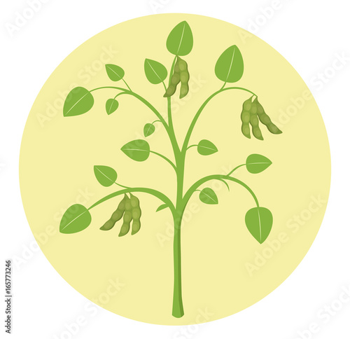 Sojapflanze Flat Design Vektor Grafik Illustration Icon