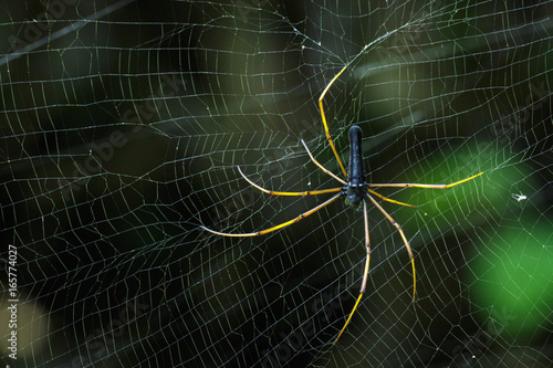Image of Black Orb-weaver Spider (Nephila kuhlii Doleschall, 1859) on the spider web. Insect Animal