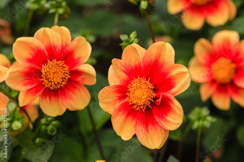 dahlia flowers