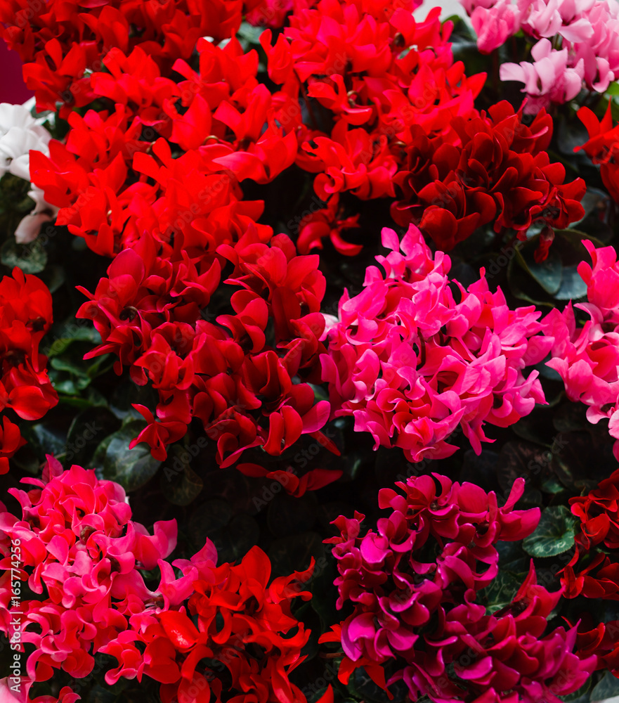 cyclamen flowers cyclamen flowers