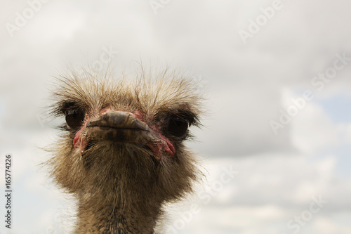 ostrich bird head and neck front portrait © mihail39