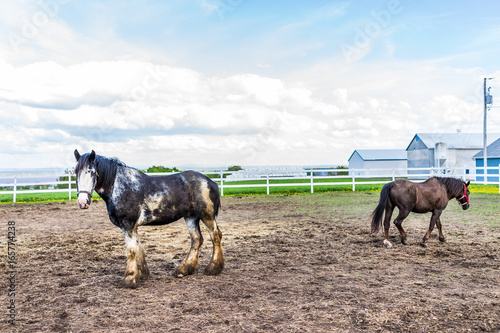 Two horses walking towards each other in farm paddock in brown soil landscape © Kristina Blokhin
