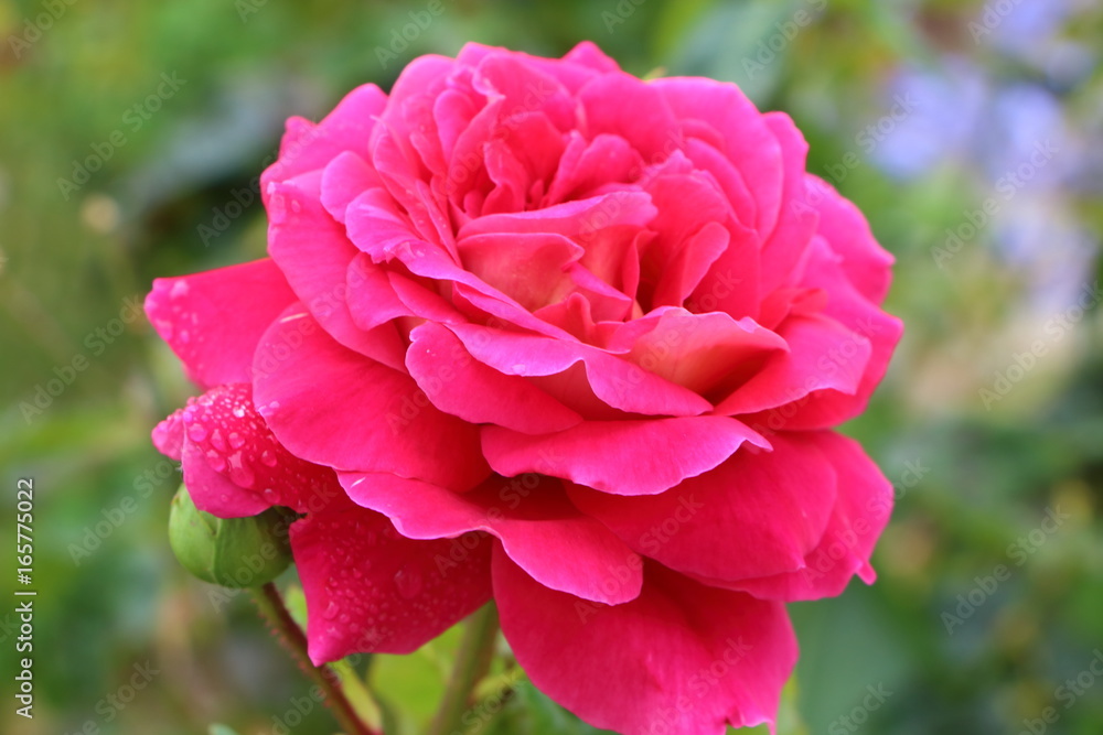 Rose rose avec gouttes de rosée