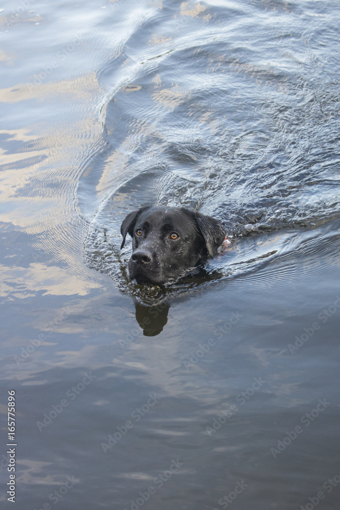 black labrador puppy dog swimming in lake black labrador puppy dog swimming in lake