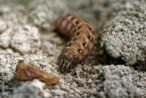 Noctua caterpillar