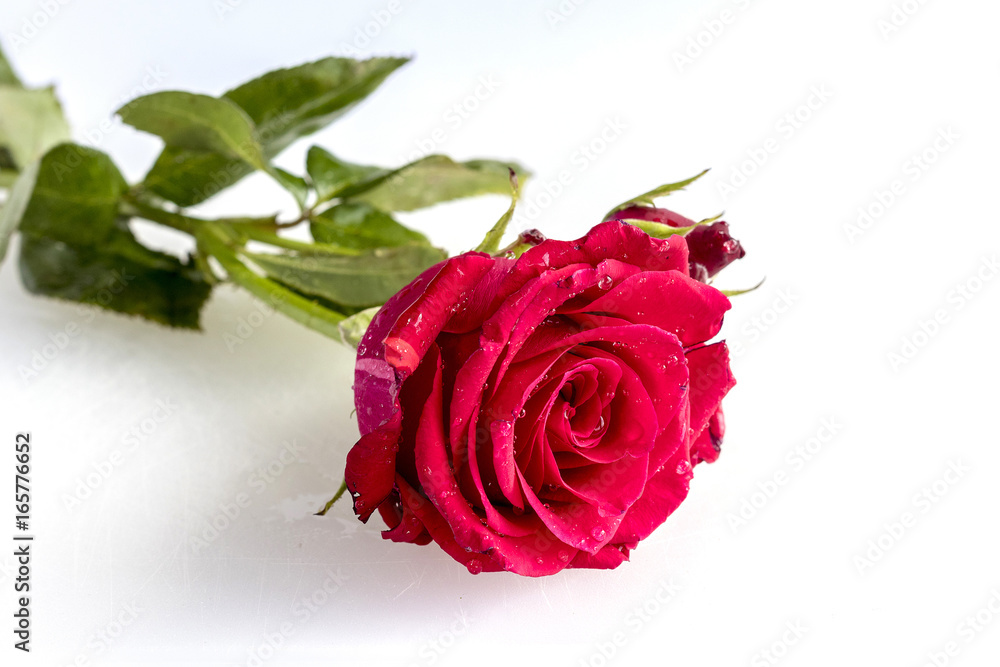 On a white background a very beautiful red rose On a white background a very beautiful red rose