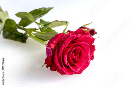 On a white background a very beautiful red rose