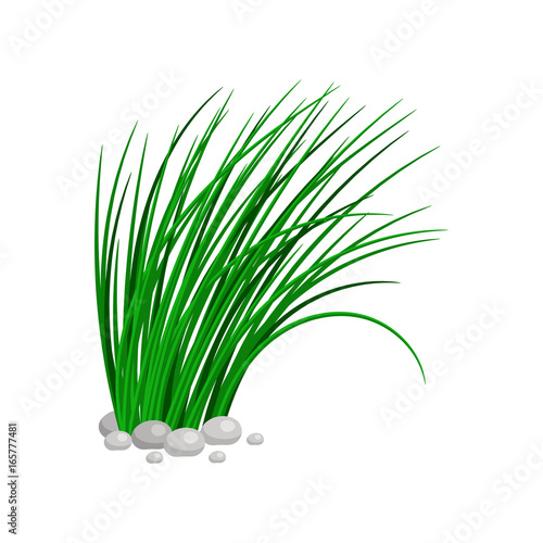 Bush of tall green grass