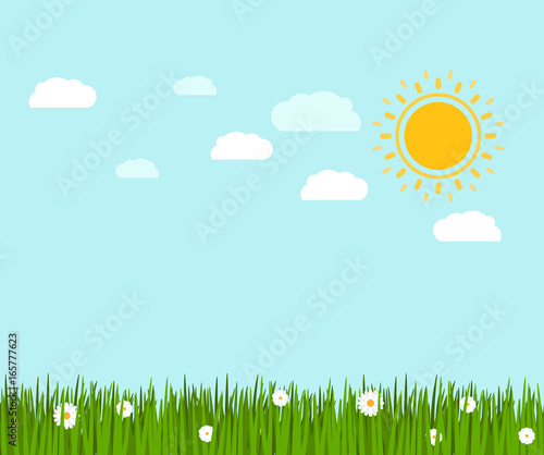 Spring green grass and chamomile landscape