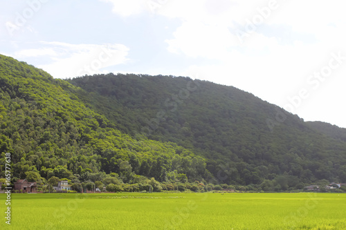 paddy field