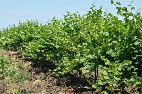 Row of vines in huge vineyard in summer sunny day