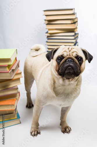 Funny dog on the background of books © Elena Blokhina