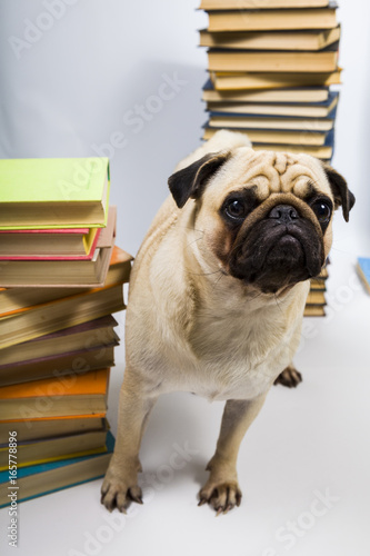 Funny dog on the background of books