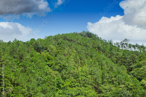 tropical asian green mountain hill fully with forest tree landscape with blue sky.