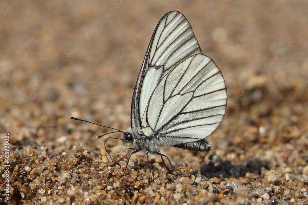 Obraz premium White butterfly with black veins