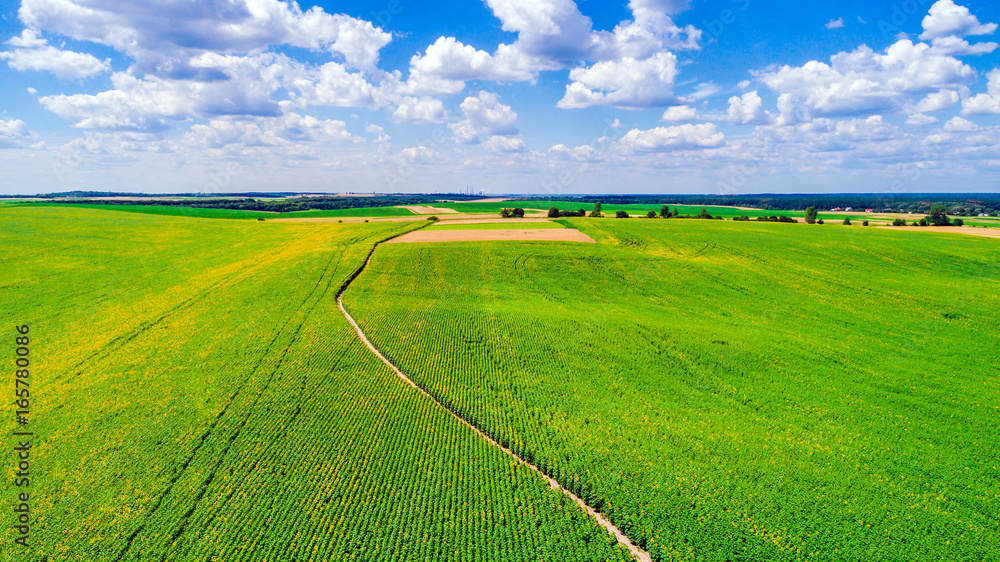 Fototapeta premium field of blooming sunflowers