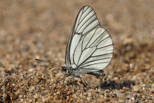 White butterfly with black veins