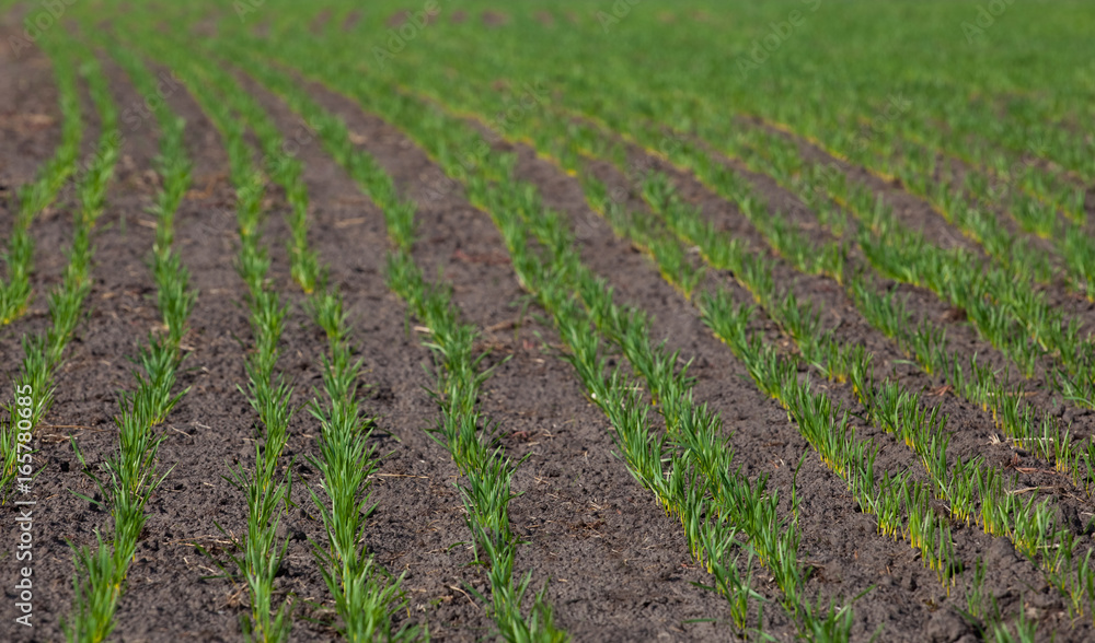 Field with sprouted winter crops in a row, low wheat before hibernation.