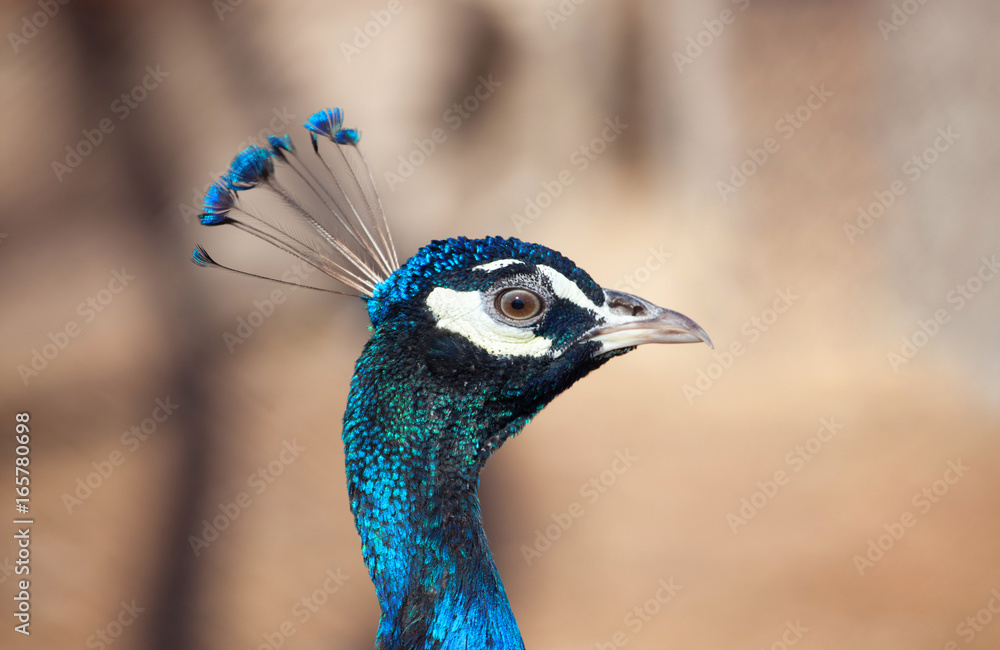 Beautiful, blue color peacock walks on the farm for animals. Head close-up. Breeding birds on farms.