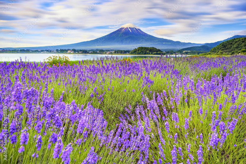 Fuji Mountain and Lavender Field