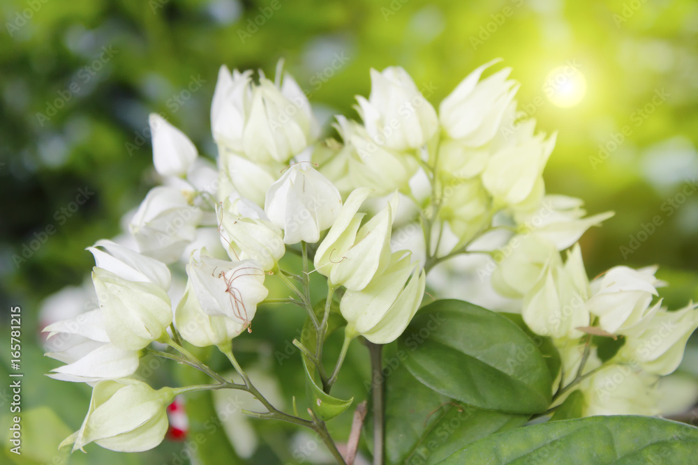 White flower isolated on green background