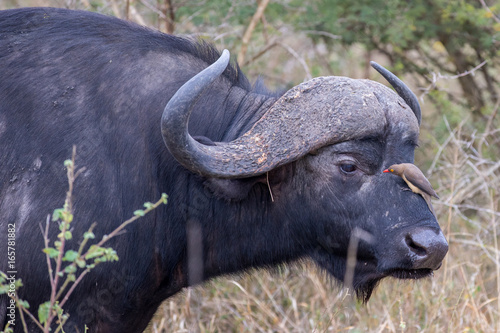 African Buffalo © Franci