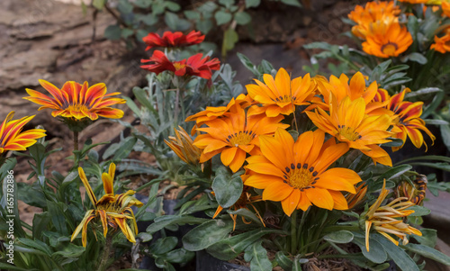 Beautiful flowers in the garden