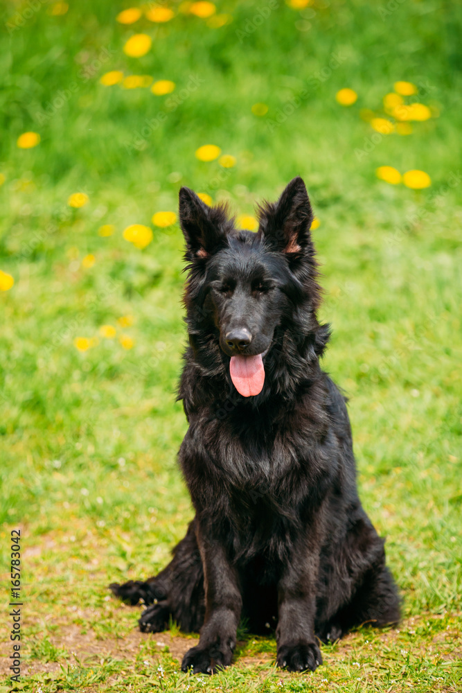 Black German Shepherd Dog Sit In Green Grass. Alsatian Wolf Dog Black German Shepherd Dog Sit In Green Grass. Alsatian Wolf Dog