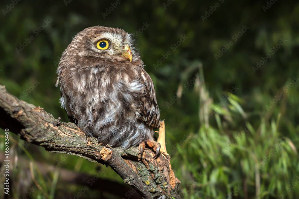 Little owl or Athene noctua perched on branch Little owl or Athene noctua perched on branch
