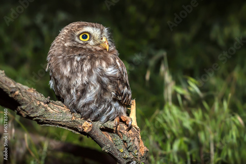 Little owl or Athene noctua perched on branch