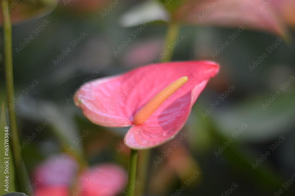 Flamingo flower also known as anthurium, tailflower and laceleaf