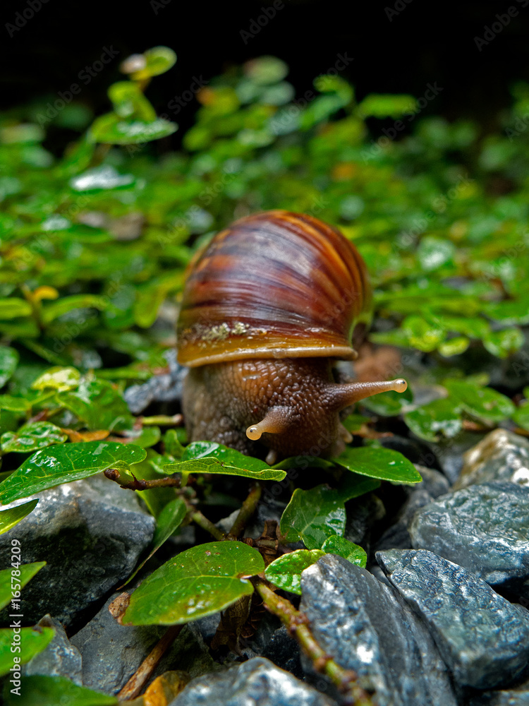 Achatina fulica, snail in Thailand. Achatina fulica, snail in Thailand.